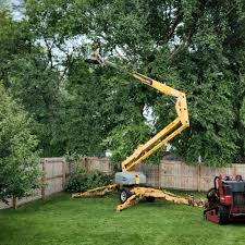 Best Hedge Trimming  in Dalhart, TX