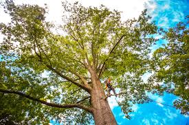 How Our Tree Care Process Works  in  Dalhart, TX