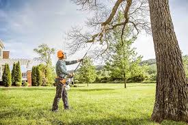 Best Lawn Mowing  in Dalhart, TX