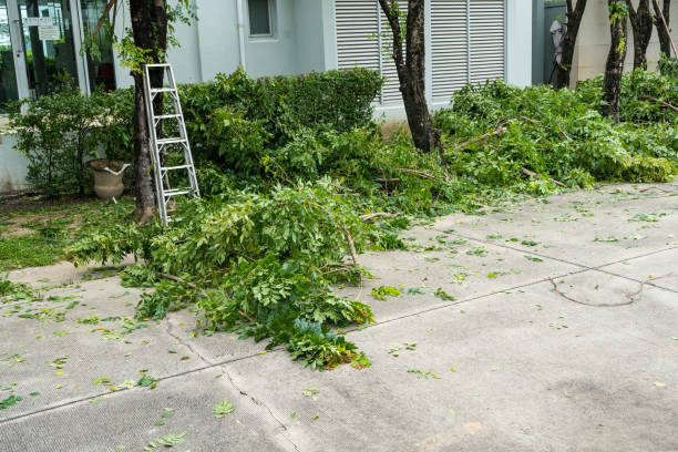 Best Lawn Renovation and Restoration  in Dalhart, TX